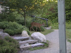 Summer deer in front of unit.5